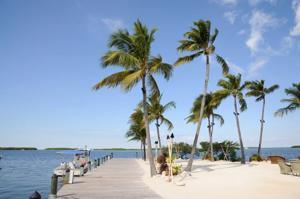 Embarcadero y palmeras árboles en los Cay — Stok fotoğraf