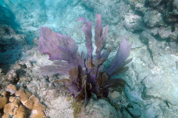 珊瑚礁，佛罗里达美国的水下图像 — 图库照片