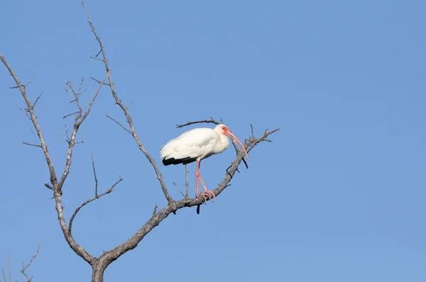 White Ibis (Eudocimus albus), Florida — Foto de Stock
