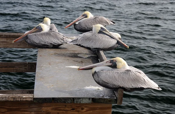 Pelicanos em St. Petersburg, Florida EUA — Fotografia de Stock