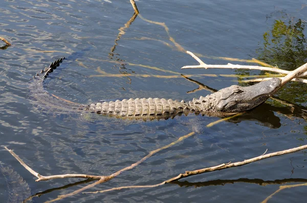 Amerikaanse alligator in het everlades national park, florida — Stockfoto