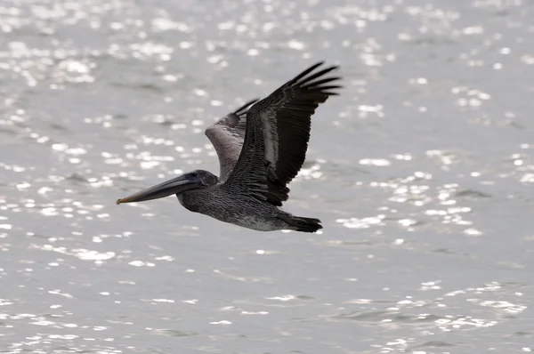 Большой коричневый пеликан, летящий над водой, Флорида — стоковое фото