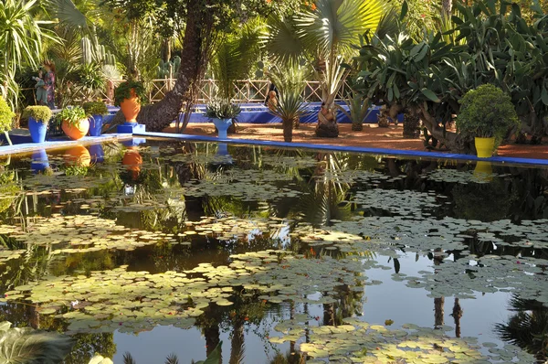 Lírio lagoa no Jardin Majorelle em Marrakech, Marrocos — Fotografia de Stock