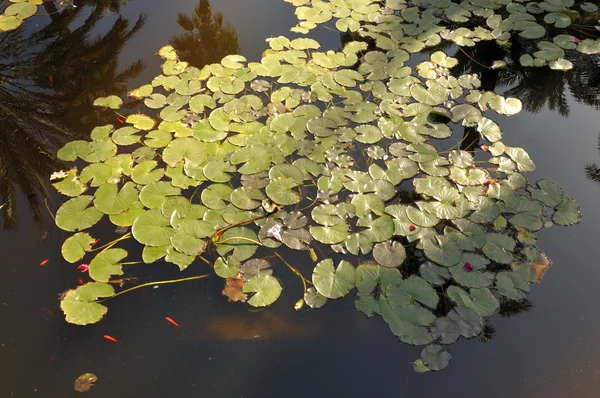 Lilly pond — Stock Photo, Image