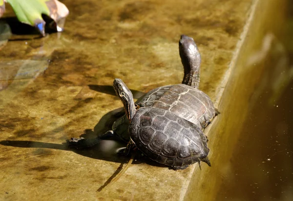 Piros fülű teknősök, figyelembe véve a napozás — Stock Fotó