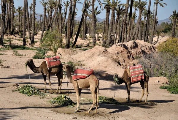 Trzy wielbłądy czeka na turystów w marrakech, Maroko — Zdjęcie stockowe