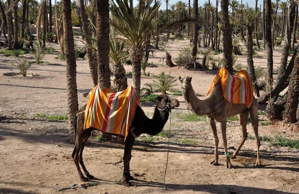 Camellos esperando por turistas en Marrakech, Marruecos — Foto de Stock