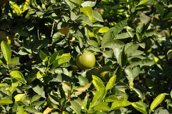 Tree with green oranges — Stock Photo, Image