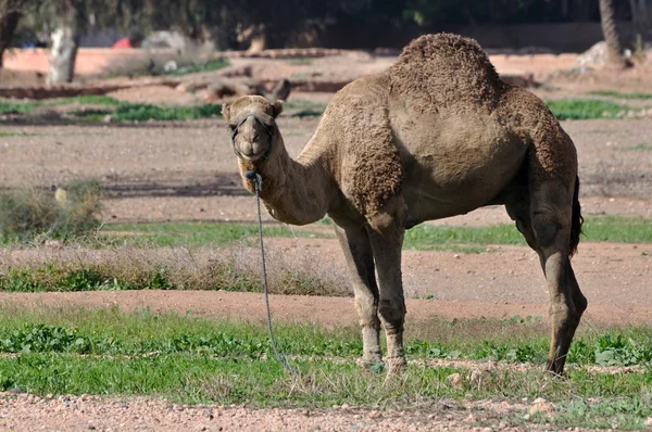 摩洛哥马拉喀什的骆驼 — 图库照片