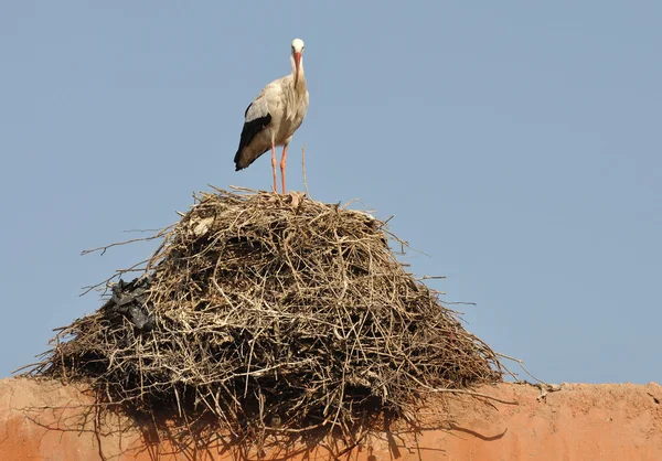 둥지에 갇힌 황새 — 스톡 사진