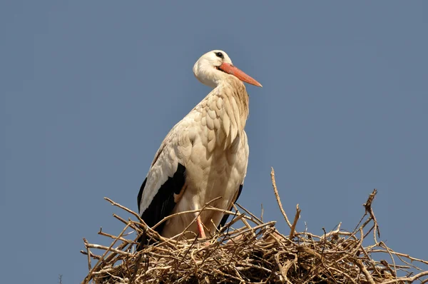 Vit stork i sitt bo — Stockfoto