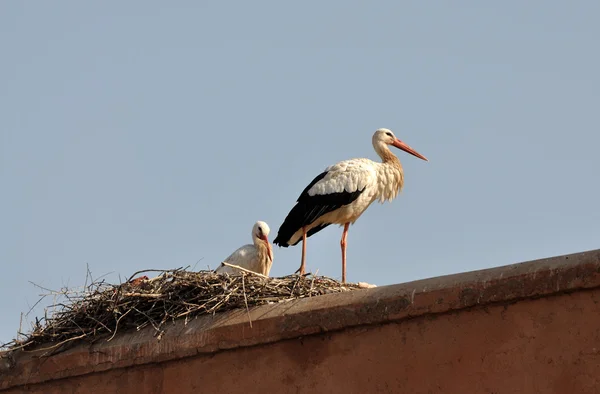 Stork par — Stockfoto