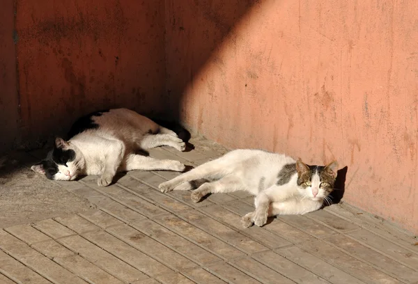 Dos gatos perezosos —  Fotos de Stock