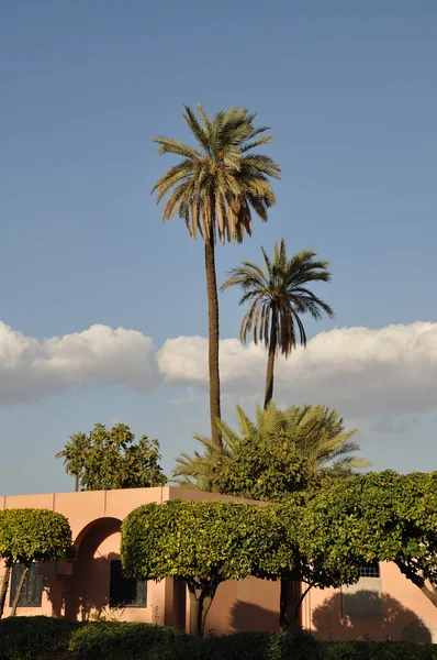 Palmy v městě marrakech, Maroko — Stock fotografie