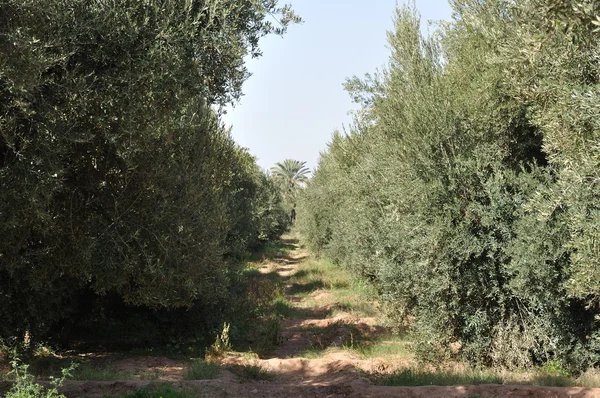Olivenbaumplantage in Marokko — Stockfoto