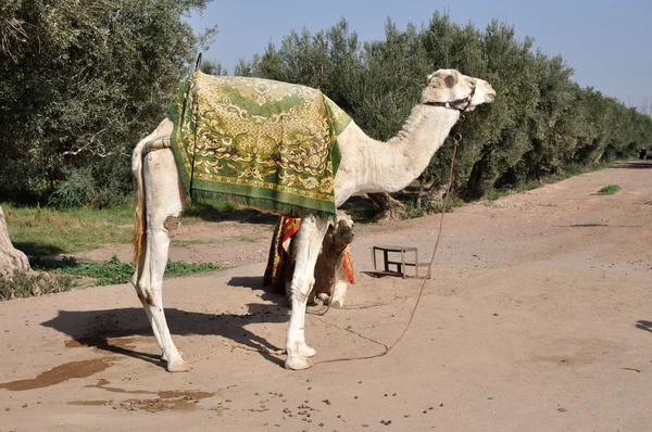 Kamel in Marrakesch, Marokko — Stockfoto