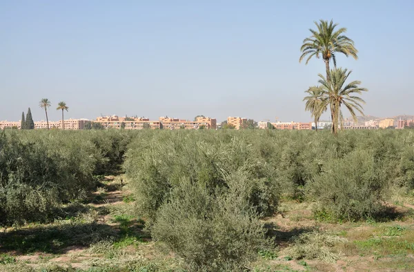 Plantação de oliveiras em Marrakech, Marrocos — Fotografia de Stock