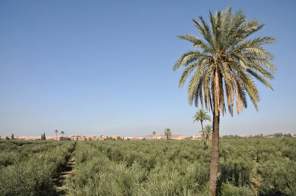 Olive trees plantation in Marrakech, Morocco — Stock Photo, Image