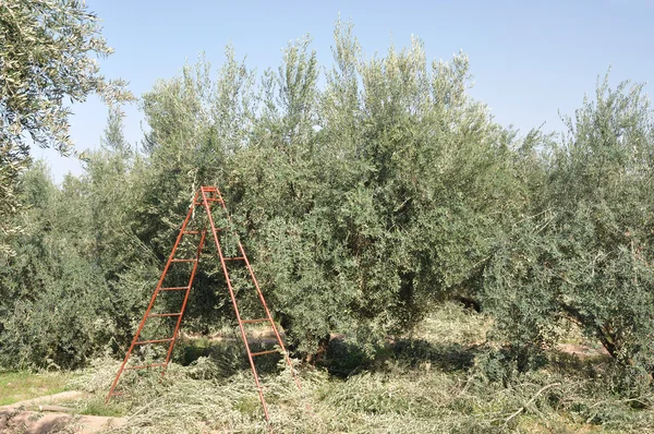 Olivenbaumplantage in Marokko — Stockfoto