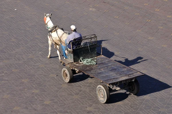 摩洛哥马拉喀什的骡车 — 图库照片
