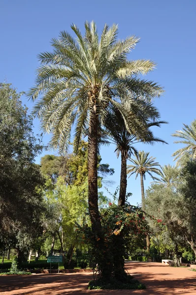 Palmiye ağaçları Marakeş, Fas — Stok fotoğraf