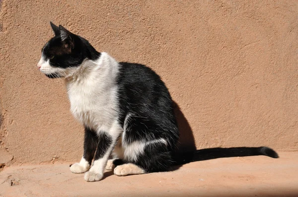 Marokkanische Katze — Stockfoto