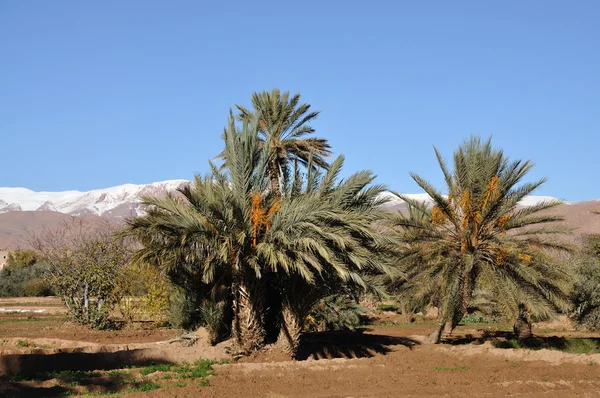 Landschaft in Marokko, Afrika — Stockfoto