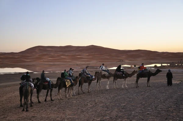 Camel trip in Sahara desert — Stock Photo, Image
