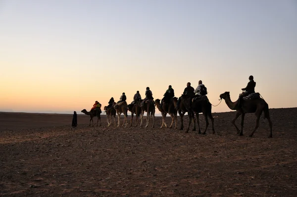 在撒哈拉沙漠中的骆驼之旅 — 图库照片