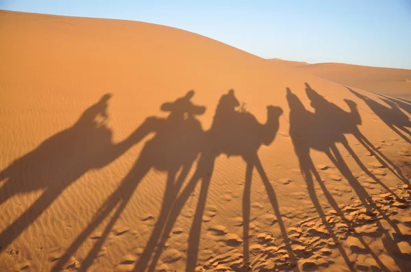 Schaduwen van kamelen in de Sahara woestijn — Stockfoto