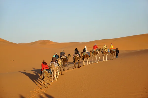 Sahara Çölü'nde deve gezisi — Stok fotoğraf