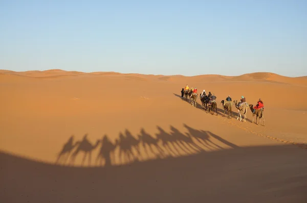 사하라 사막에서 낙 타 여행 — 스톡 사진
