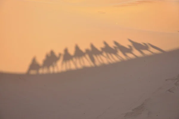 Kamelskuggor i Saharaöknen — Stockfoto