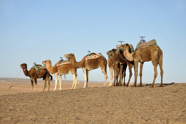 사하라 사막의 낙타들 — 스톡 사진