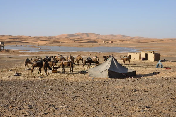 Camelos se alimentam no oásis — Fotografia de Stock