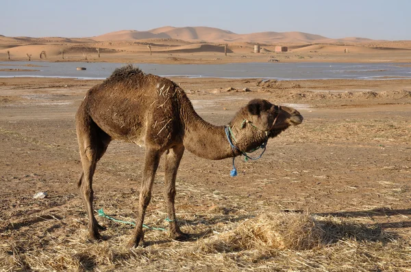 Kamel in der Sahara — Stockfoto