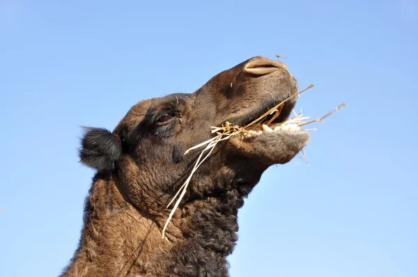 Camel comendo feno — Fotografia de Stock