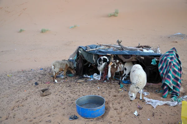 Pecore nel deserto del Sahara, Nord Africa — Foto Stock