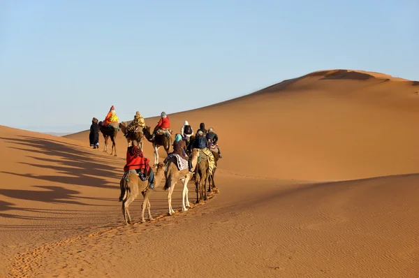 Viaje en camello en el desierto del Sahara — Foto de Stock