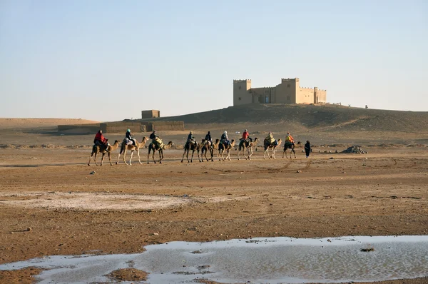 Viaje en camello en el desierto del Sahara —  Fotos de Stock