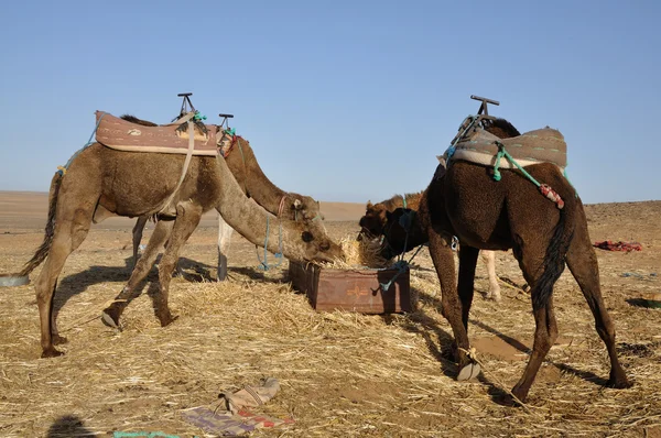 Camelos alimentam no oásis, deserto do Saara Marrocos África — Fotografia de Stock