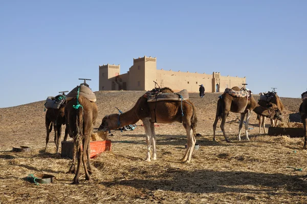 Верблюды кормят в лагере — стоковое фото