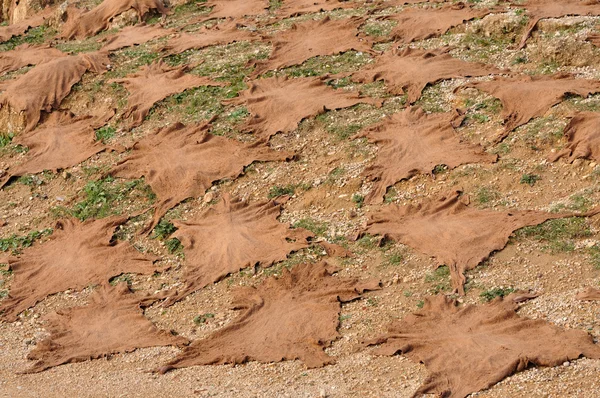 Pelli di animali essiccazione all'aperto, Fes, Marocco — Foto Stock