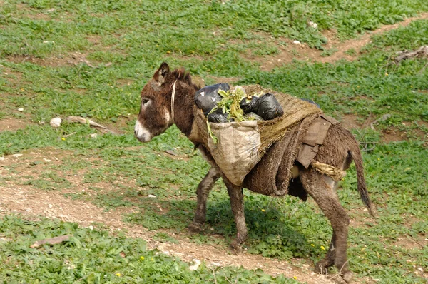 Muldyret - tradisjonelle transportmidler i Marokko – stockfoto