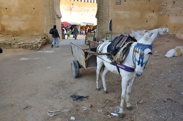 フェズ、モロッコのメディナでラバのカート — ストック写真