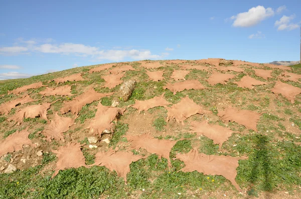 Δέρματα ζώων ξήρανση σχετικά με το λόφο, fes, Μαρόκο — Φωτογραφία Αρχείου