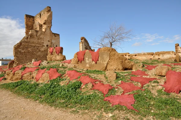Красные шкуры животных, высыхающие в Фес, Марокко — стоковое фото