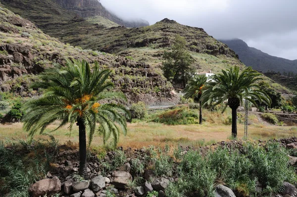 Palmen in den Bergen, Gran Canaria Spanien — Stockfoto