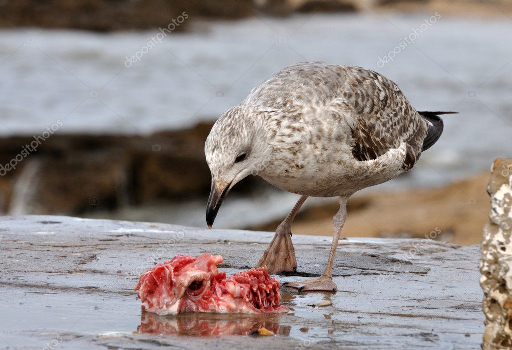 Seagull eating fish Stock Photo by ©philipus 6388095