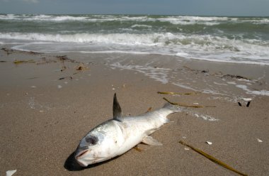 Dead fish on the beach clipart